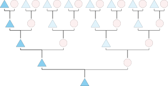 Y-DNA transmission